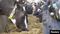 A herd of Friesian dairy cattle wear 5G smart collars that allow them to be milked by a robotic milking machine at a farm in Shepton Mallet, Somerset, England, in this still from video obtained April 11, 2019. REUTERS/Reuters TV