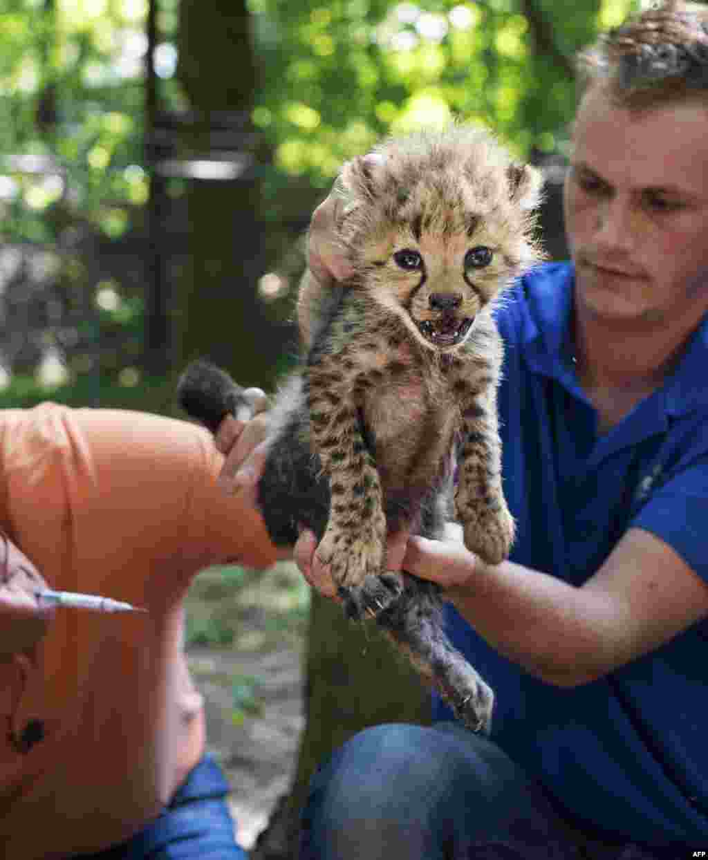 Seorang dokter hewan meneliti anak cheetah langka kembar enam di Kebun Binatang Burgers di Arnhem, Belanda. Seekor cheetah biasanya melahirkan 2-4 ekor anak.&nbsp; Anak-anak cheetah itu&nbsp; lahir pada tanggal 24 Mei, namun baru sekarang diperlihatkan untuk umum. &nbsp;