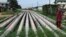 FILE - A girl walks on a gas pipeline running through Okrika community near Nigeria's oil hub city of Port Harcourt, Dec. 4, 2012. A new $3.5 billion East African Crude Oil Pipeline is projected to run 1,450 kilometers from the Uganda to Tanzania.