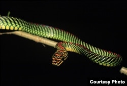 Paradise Tree Snake, Chrysopelea paradisi (Credit: Jake Socha)