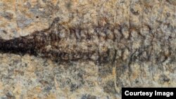 The entire cardiovascular system in the Fuxianhuia protensa fossil. (Credit: Xiaoya Ma)