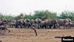 FILE - A herd of desert elephants searches for water in the drought-stricken Gourma region of Mali.