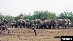 FILE - A herd of desert elephants searches for water in the drought-stricken Gourma region of Mali.