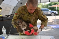 FILE - A member of the Australian Defense Force picks up an injured Koala after it was treated for burns at a makeshift field hospital at the Kangaroo Island Wildlife Park on Kangaroo Island, January 14, 2020.