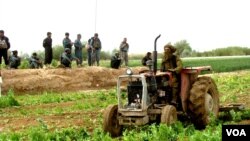 د افغانستان په ختیځو او جنوبي ولایتونو کې سږکال هم ډیرو بزګرانو کوکنار کرلي دي.