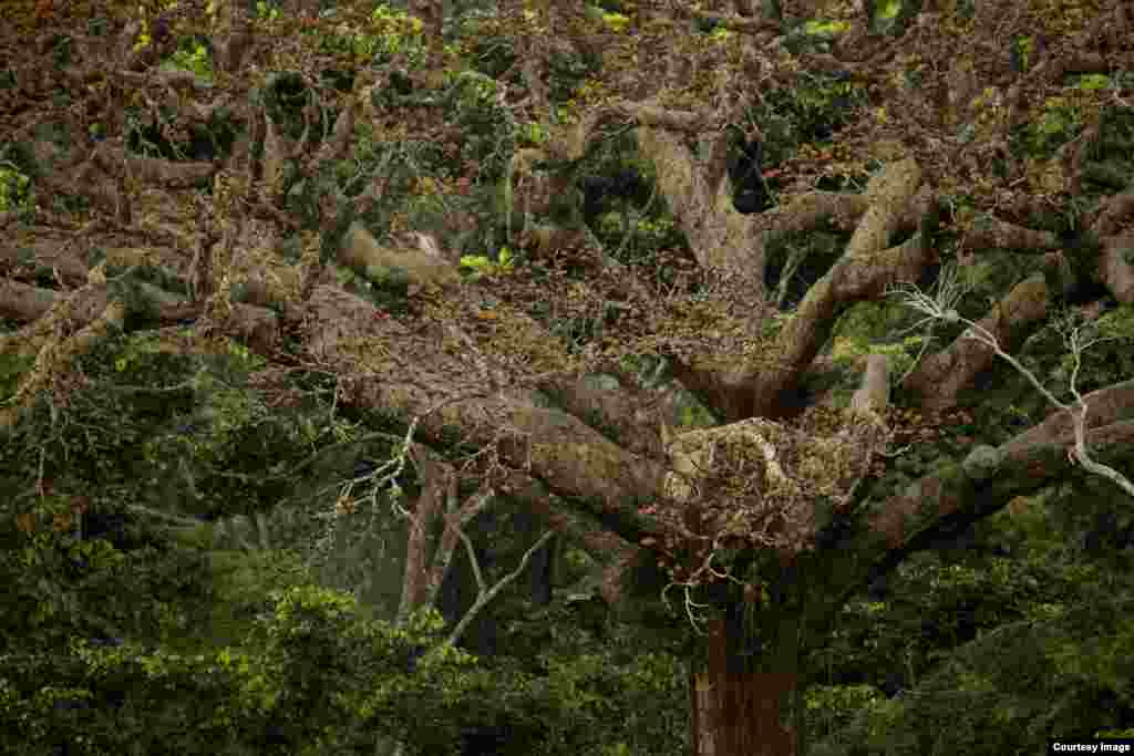 The canopy of the majestic Moabi stands out in the Congo River Basin forest landscape. (Credit: ©Wild-Touch, Sarah Del Ben, 2012)