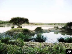 South African game parks are now home to the most free range black rhino in the world