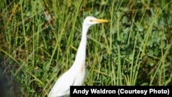 Egrets - and other wading birds of all shapes and sizes - are abundant and unafraid of visitors along Black Point Wildlife Drive in the Merritt Island National Wildlife Refuge.