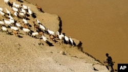 A Karo tribesman of the remote lower Omo valley guards his goats on a bank of the Omo, Ethiopia, April 2002.