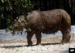 Harapan is one of an estimated 100 Sumatran rhinos, also known as the "hairy rhino,'' left in the world, and nine are in captivity.