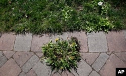 A pile of weeds Jane Witmer pulled from her lawn with a hand tool sit waiting to be disposed of Wednesday, April 14, 2010, in Seattle. Increasing numbers of homeowners have stopped using lawn chemicals, citing concerns about the environment