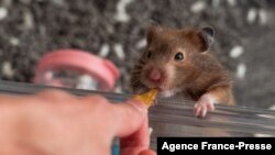 Ring the hamster is fed by its owner in Hong Kong on Jan. 19, 2022. 