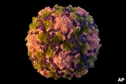 소아마비 바이러스 개념도