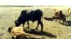 Cattle killed by rinderpest in Sudan in 1987. After a mystery disease killed cows in South Darfur, their herdsmen turned to South Sudan for help. (AP)