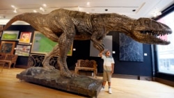 Joshua Wiles, five years old, looks at a massive bronzed fibre glass model of a Tyrannosaurus Rex on display during a press preview at Christie's auction rooms in London, Monday, Aug. 3, 2015. (AP Photo/Kirsty Wigglesworth)