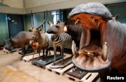 FILE - A stuffed hippopotamus is seen near other stuffed animals at the Royal Museum for Central Africa in Tervuren, near Brussels January 22, 2014.REUTERS/Francois Lenoir/File Photo