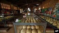 Lobanje nekih od žrtava genocida u Ruandi 1994. deo su memorijalnog centra u Kigaliju.