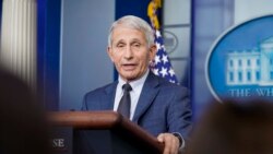 앤서니 파우치 백악관 수석 의료보좌관 (자료사진)