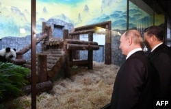 Presiden Rusia Vladimir Putin dan Presiden China Xi Jinping menghadiri upacara penyambutan dua panda China, yaitu panda jantan Ru Yi dan panda betina Ding Ding, di Kebun Binatang Moskow, 5 Juni 2019.
