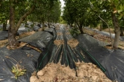 Quillay trees, or Soapbark trees (Quillaja saponaria), which are native to Chile and contain a substance that can be used in coronavirus disease (COVID-19) vaccines, are grown at a nursery operated by U.S.-based Desert King International, in Casablanca, Chile.