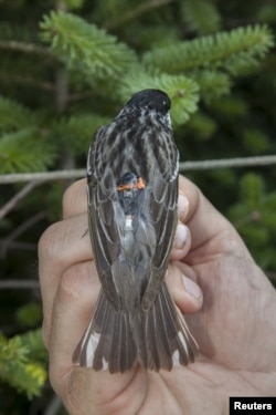 A blackpoll warbler is fitted with a miniaturized light-sensing geolocator that enables researchers to track its exact migration routes, undated handout photo.
