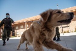Members of the Chilean Police Canine Training team play with a Golden Retriever dog named Clifford, before the beginning of its training session aimed to detect people infected with coronavirus COVID-19