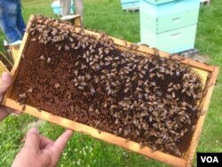 Bees at a thriving bee yard near Beckley, West Virginia. (J.Taboh/VOA)