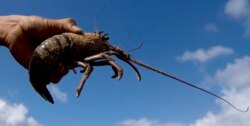Seorang nelayan memegang lobster hasil tangkapannya di pantai Timang, Gunung Kidul, dekat kota kuno Yogyakarta, 19 April 2012.