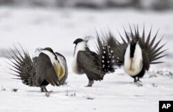콜로라도주 월든 호숫가에서 지난 2013년 4월 촬영한 산쑥들꿩 수컷들. 멀리 있는 암컷에게 구애 몸짓을 하고있다.