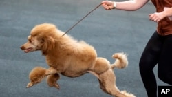 This dog handler keeps her standard poodle on a short leash during the International pedigree dog and purebred cat exhibition in Erfurt, Germany, June 2, 2019. (AP Photo/Jens Meyer)