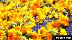 Una enfermera ha creado una escuela en Vermont, EEUU para tratar de revivir el uso de la medicina herbolaria en los hogares.