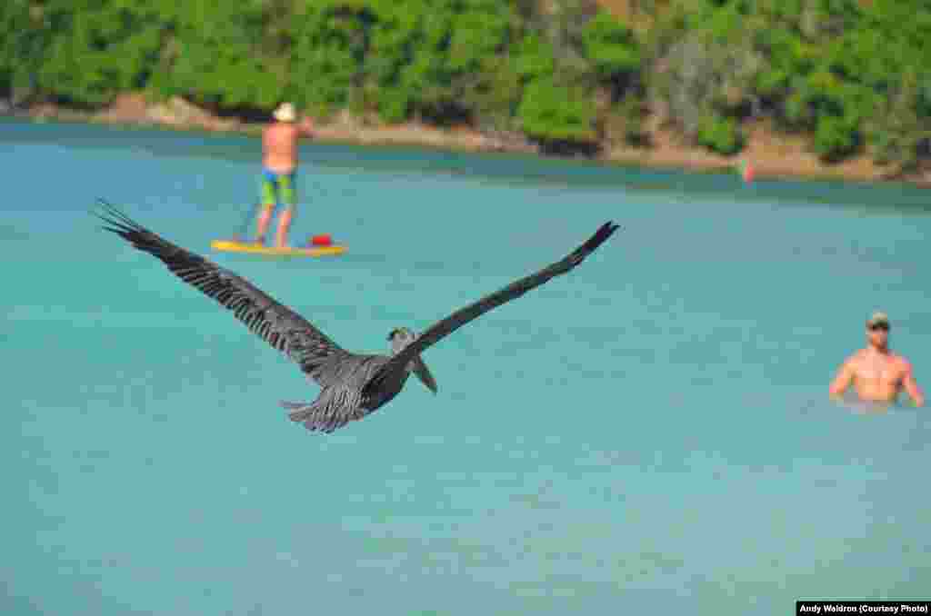 Pelicans are found on all continents except Antarctica.