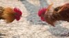 Cambodians Angered by ‘Impunity’ of Killing Fighting Roosters