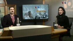 بي بي شیرینه – وي او اې ډيوه په ټیلې ویژن