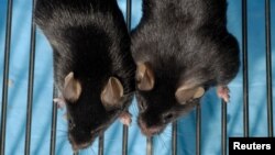 หนูตัวขวามีกล้ามเนื้อมากกว่าระดับปกติ 4 เท่า ซึ่งเป็นผลมาจากการทดลองยาที่เสริมการทำงานของไมโอสเตติน ในการศึกษาของคณะแพทยศาสตร์ มหาวิทยาลัย University of Connecticut 