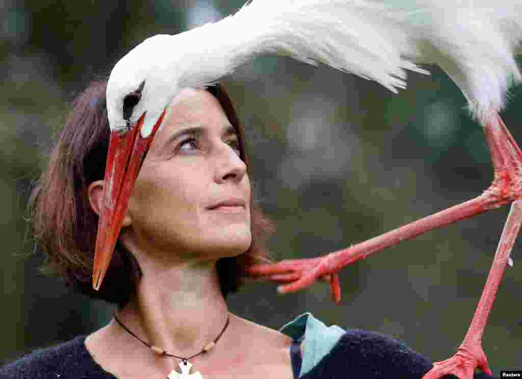 训鸟师Valerie Recher在法国图卢兹附近训练一只鹳（stork），2018年10月26日。