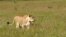 This photo taken April 2012 shows a lioness walking through the tall grass in the Phinda Private Game Reserve, near Hluhluwe, South Africa. The lions that roam Africa's savannahs have lost as much as 75 percent of their habitat in the last 50 years as humans overtake their land. (AP Photo/Matthew Craft-file)