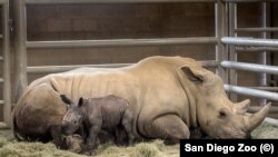  A day-old southern white rhino calf rests beside his mother, Victoria.
