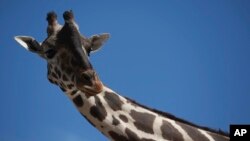 Benito the giraffe looks out from his enclosure at the city run Central Park, in Ciudad Juarez, Mexico, Tuesday, June 13, 2023. (AP Photo/Christian Chavez)