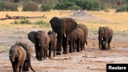 FILE - A herd of elephants walk past a watering hole in Hwange National Park, Zimbabwe, Oct. 14, 2014. 