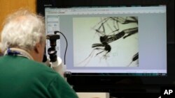 Zika USA - Evaristo Miqueli, Unite de control des moustiques du comte de Broward - 28 June 2016