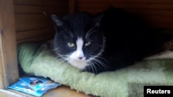 Gacek the cat sits in a small open-fronted wooden box, in Szczecin