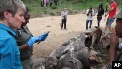 Le Secrétaire américain de l'Intérieur Sally Jewell parle avec les enquêteurs près de la carcasse d'un rhinocéros abattu par des braconniers dans le parc national Kruger, la plus grande réserve de faune de l'Afrique du Sud, 29 janvier 2016.