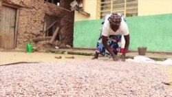 Iron-Fortified Beans Winning Customers in Rwanda, Uganda