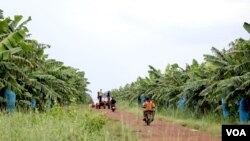 រូប​ឯកសារ៖ ចម្ការចេករបស់ក្រុមហ៊ុន​​មួយ​ខេត្តរតនគិរី កាល​ពី​ថ្ងៃ​ទី​១០ ខែ​តុលា ឆ្នាំ​២០២១។ (ស៊ុន ណារិន/វីអូអេ)