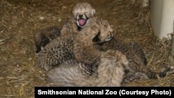 Cheetah cubs born recently at a research center run by the Smithsonian National Zoo.