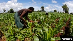 A farmer works in a maize field after late rains near the capital Lilongwe, Malawi, Feb. 1, 2016. Floods and an El Niño-triggered drought have hit the staple maize crop.
