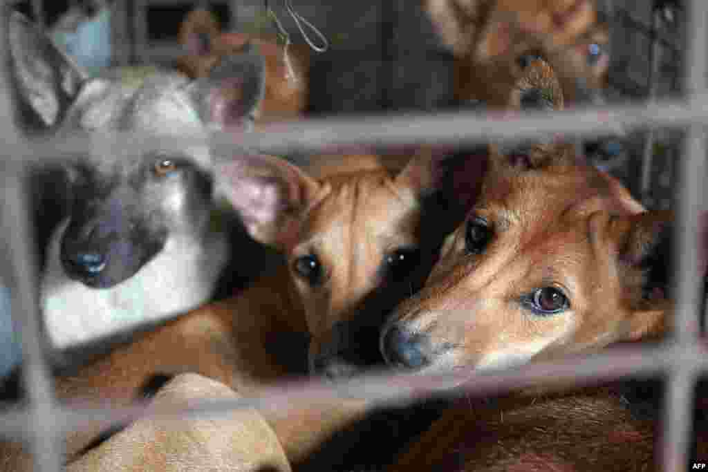 សត្វសុនខជាច្រើនក្បាលជាប់ក្នុងទ្រុង ខណៈក្រុមប្រតិបត្តិការជួយសង្គ្រោះសត្វសុនខ បានចុះទៅដល់ទីតាំងលក់សាច់សត្វសុនខមួយកន្លែងនៅស្រុកស្គន់ ខេត្តកំពង់ចាម កាលពីថ្ងៃទី៤ ខែមីនា ឆ្នាំ២០២១។