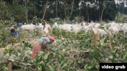 Penggembala sapi di Abuja, Nigeria (Photo:Obiezu/Videograb)