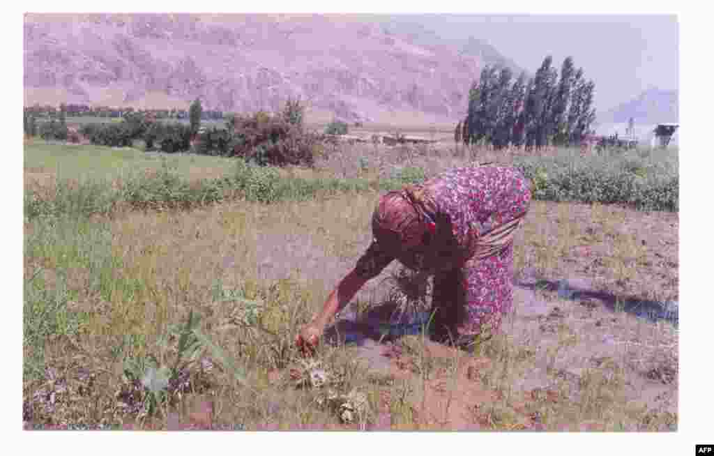Sholi o’tog’ida haligacha ayollar asosiy kuch